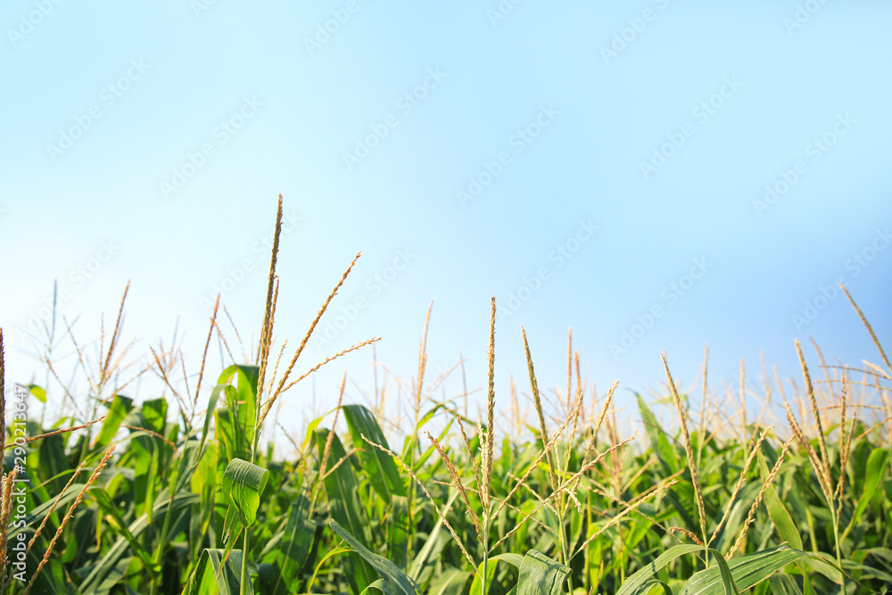 夏日玉米田景观