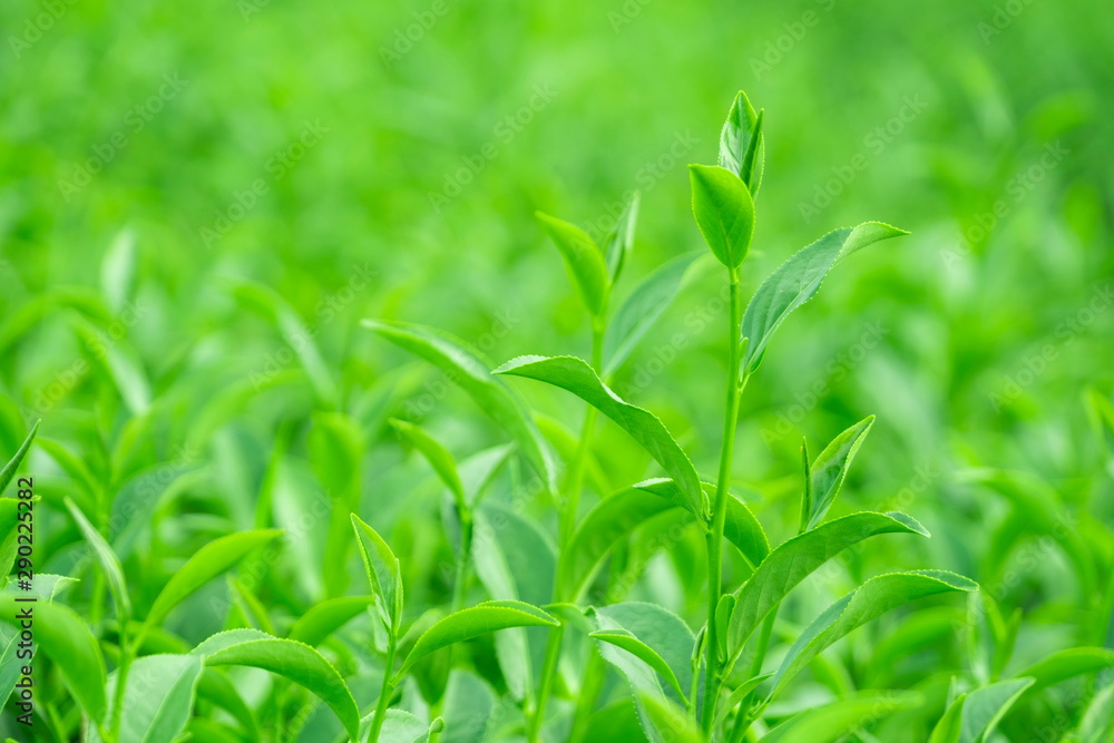 种植园新鲜生绿茶叶之冠