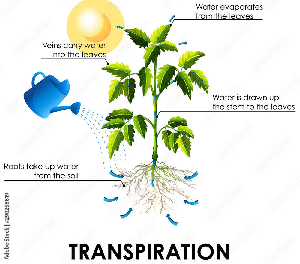 显示植物和水的蒸腾作用的图表