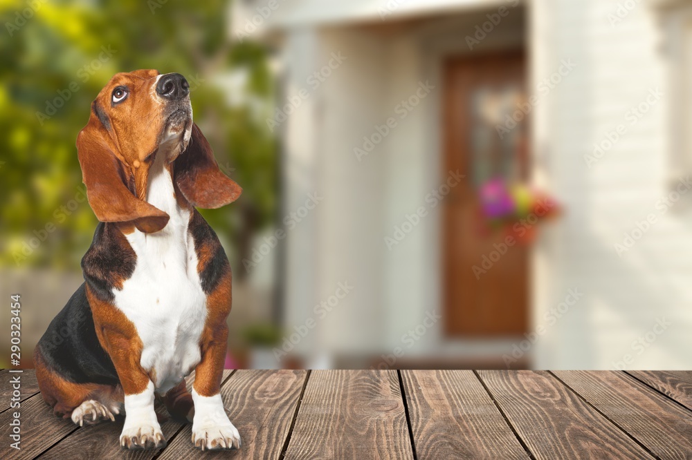 Basset Hound dog on white background