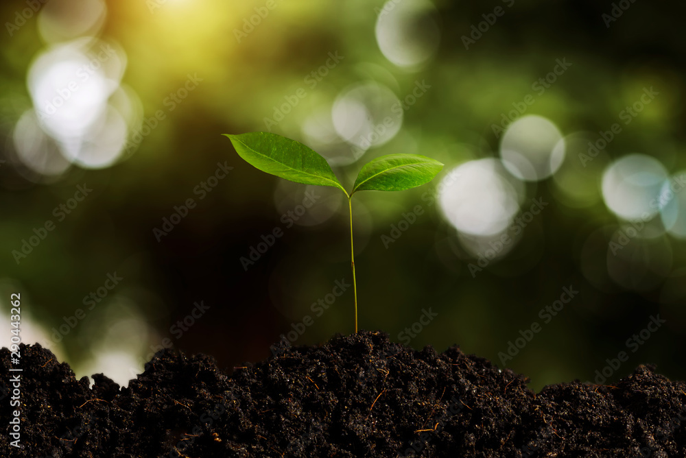 日出时花园里生长的小树。晨光中的生态概念地球日