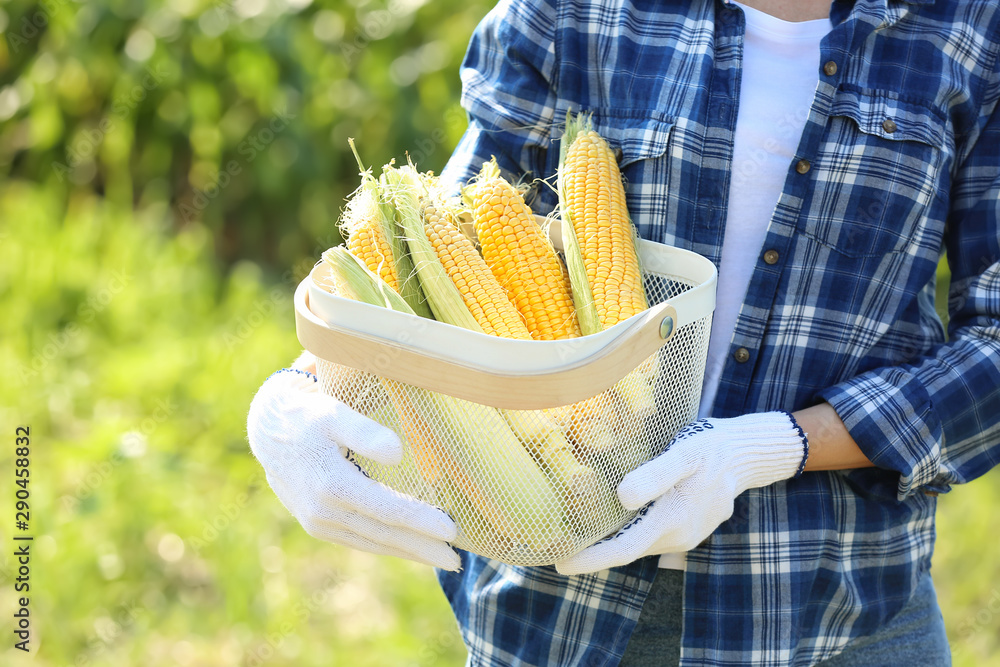 Female farmer with ripe corn cobs in field