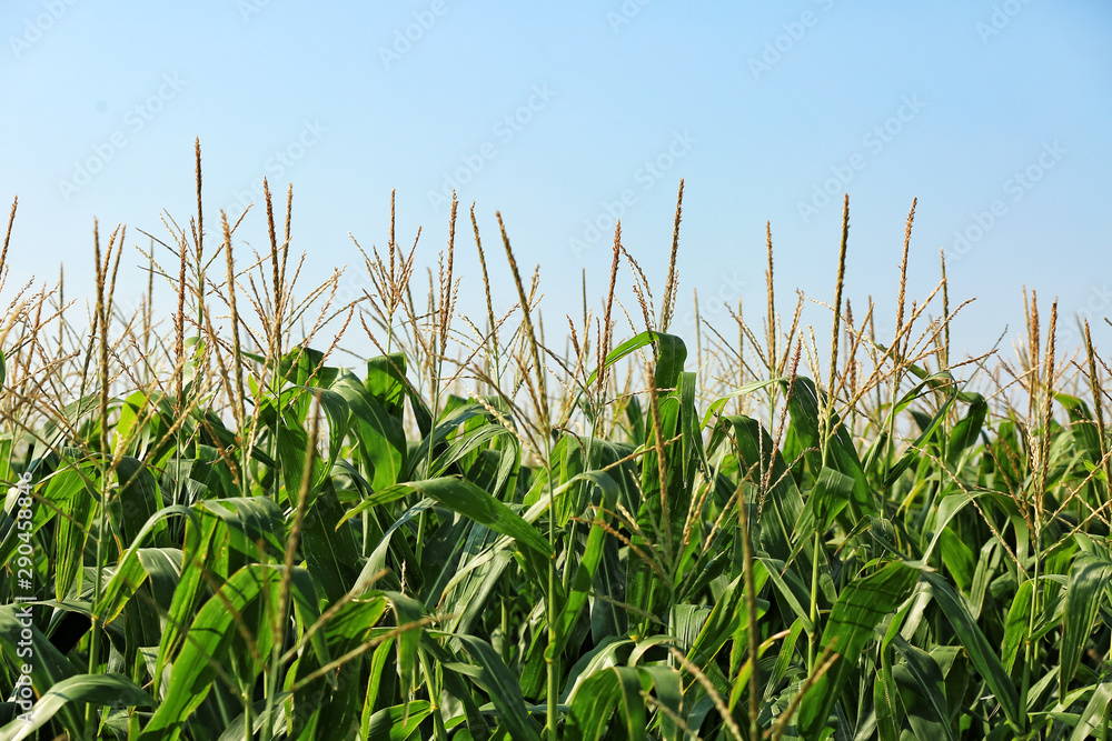 View of corn field on summer day