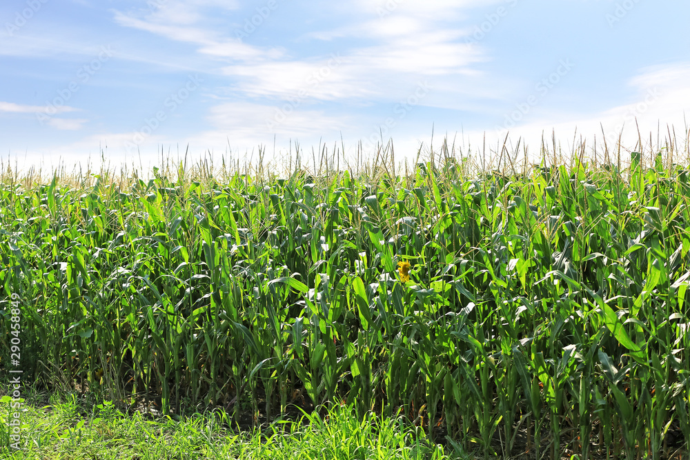 View of corn field on summer day