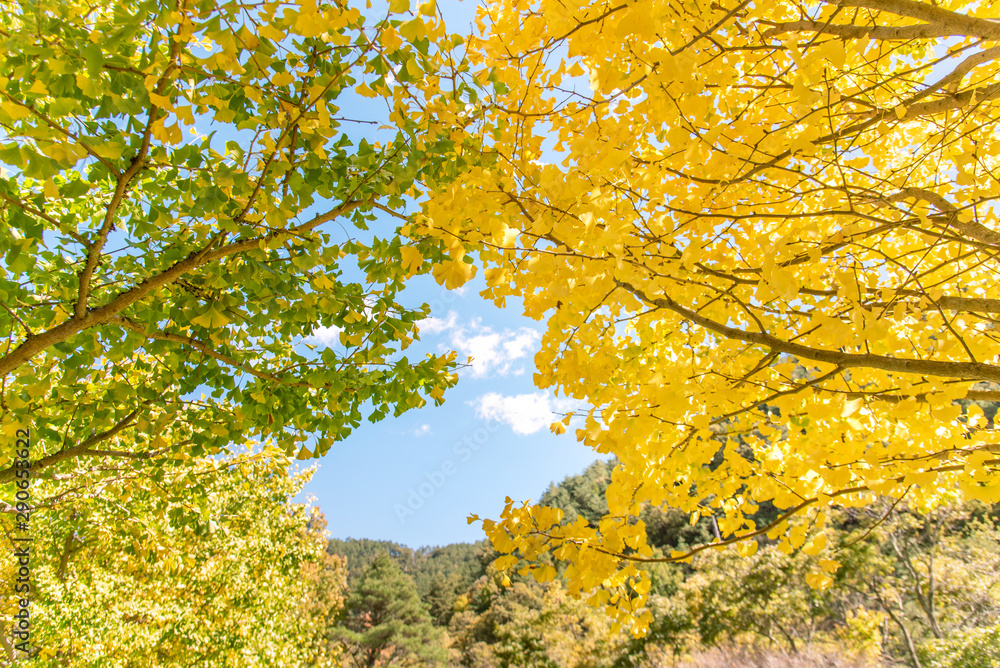 Design concept - Beautiful yellow ginkgo, gingko biloba tree leaf in autumn season in sunny day with