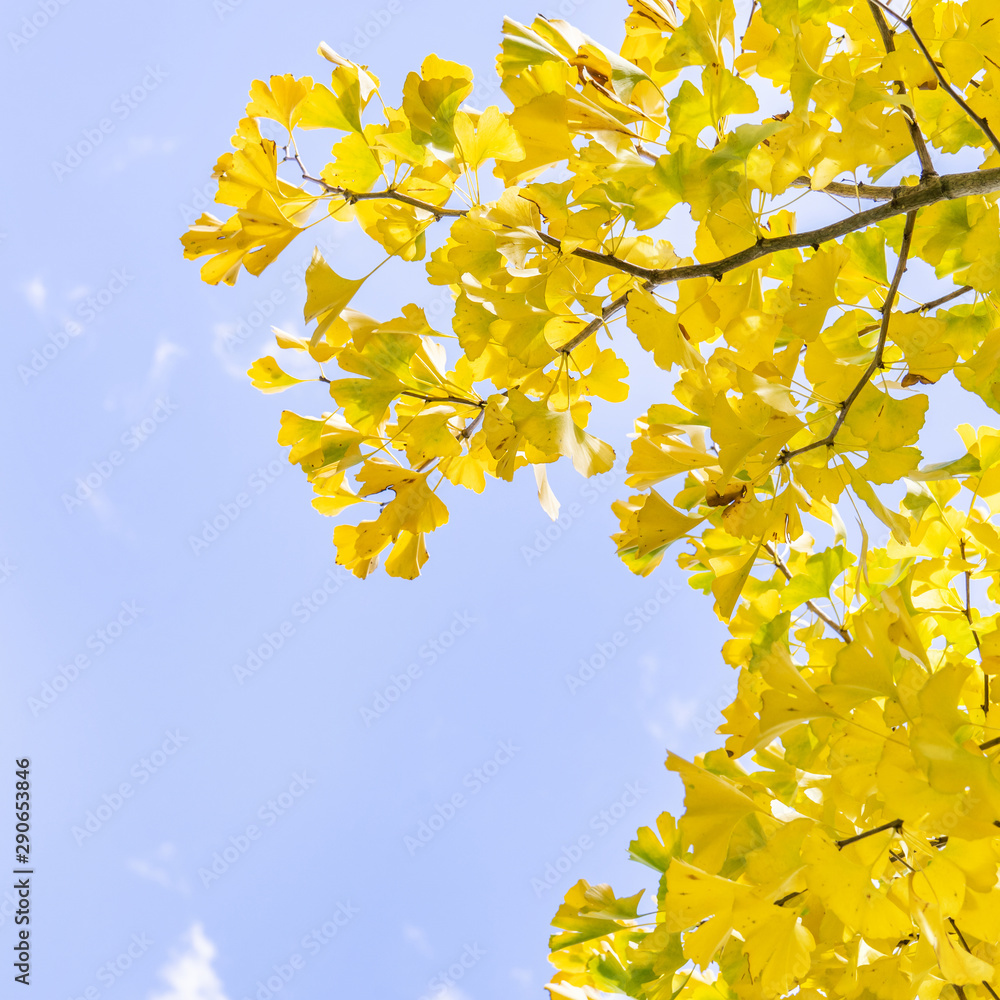 Design concept - Beautiful yellow ginkgo, gingko biloba tree leaf in autumn season in sunny day with