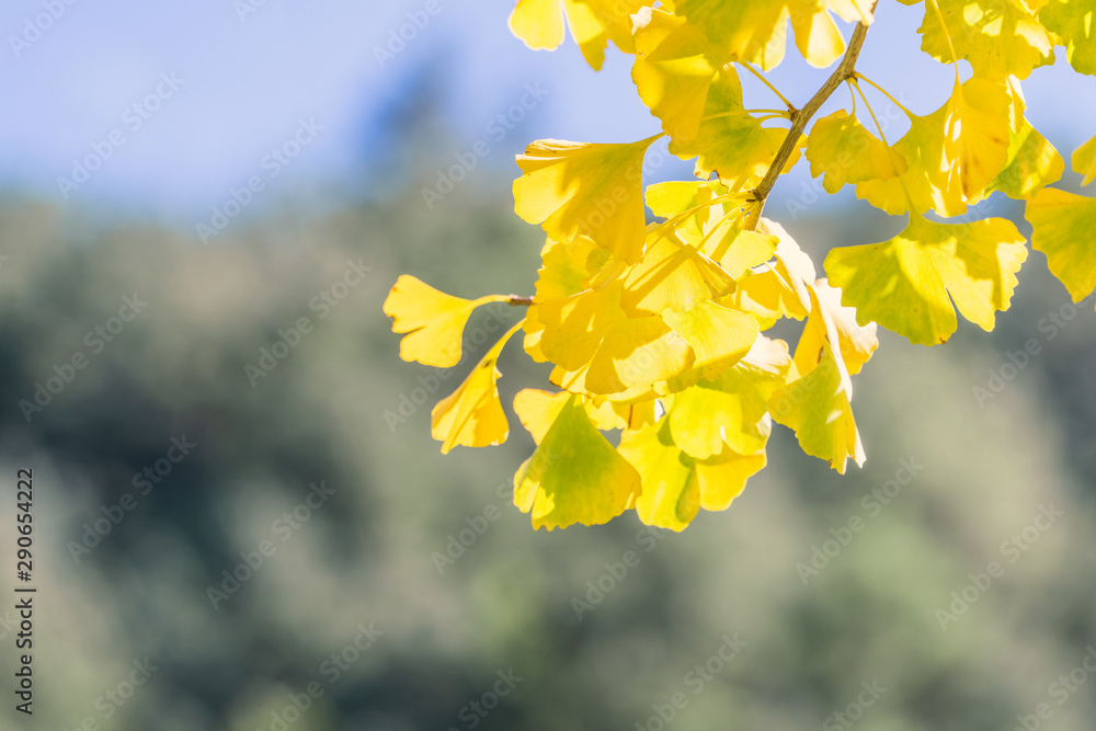 Design concept - Beautiful yellow ginkgo, gingko biloba tree leaf in autumn season in sunny day with