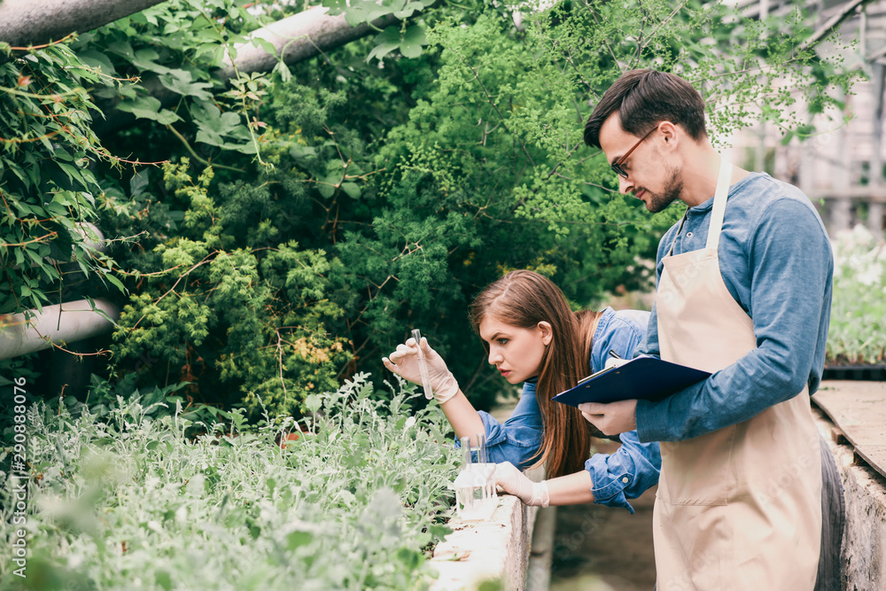 Young agricultural engineers working in greenhouse