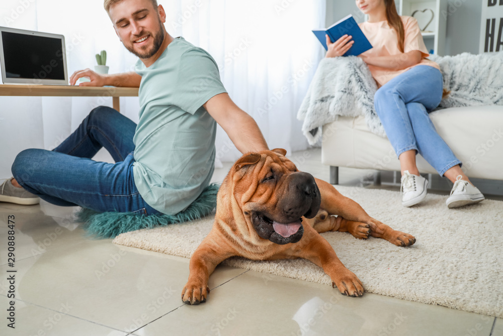 Cute Shar-Pei dog with owners at home