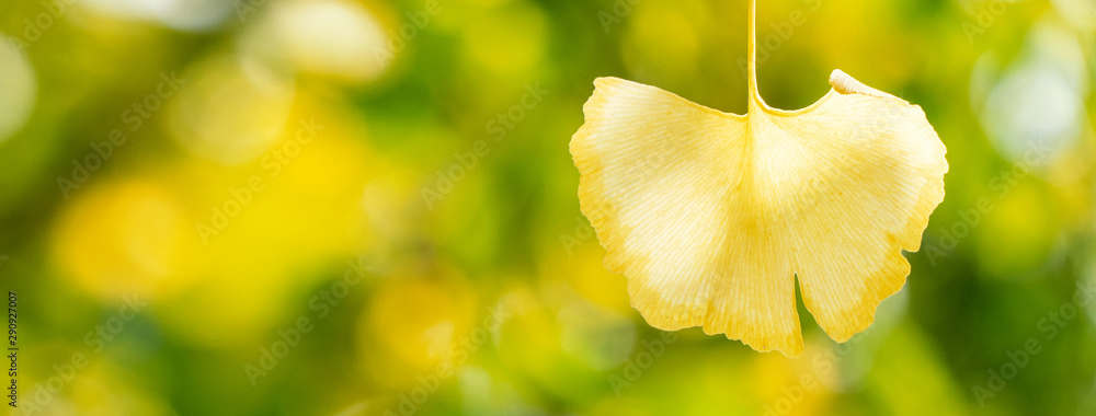 Design concept - Beautiful yellow ginkgo, gingko biloba tree leaf in autumn season in sunny day with