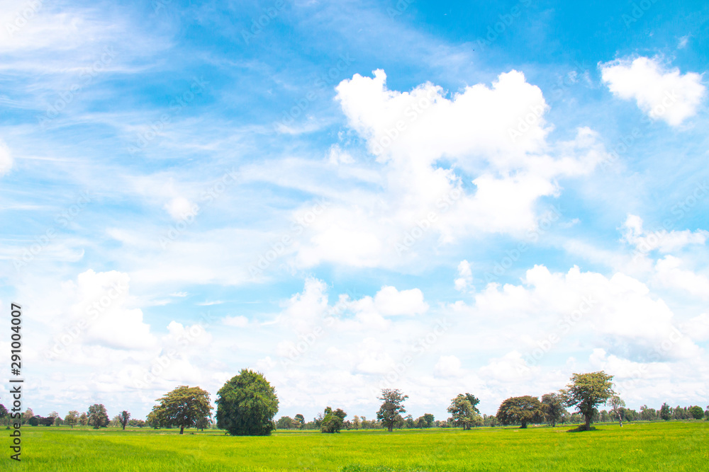 White clouds in Blue sky with meadow tree,  the beautiful sky with clouds have copy space for the la