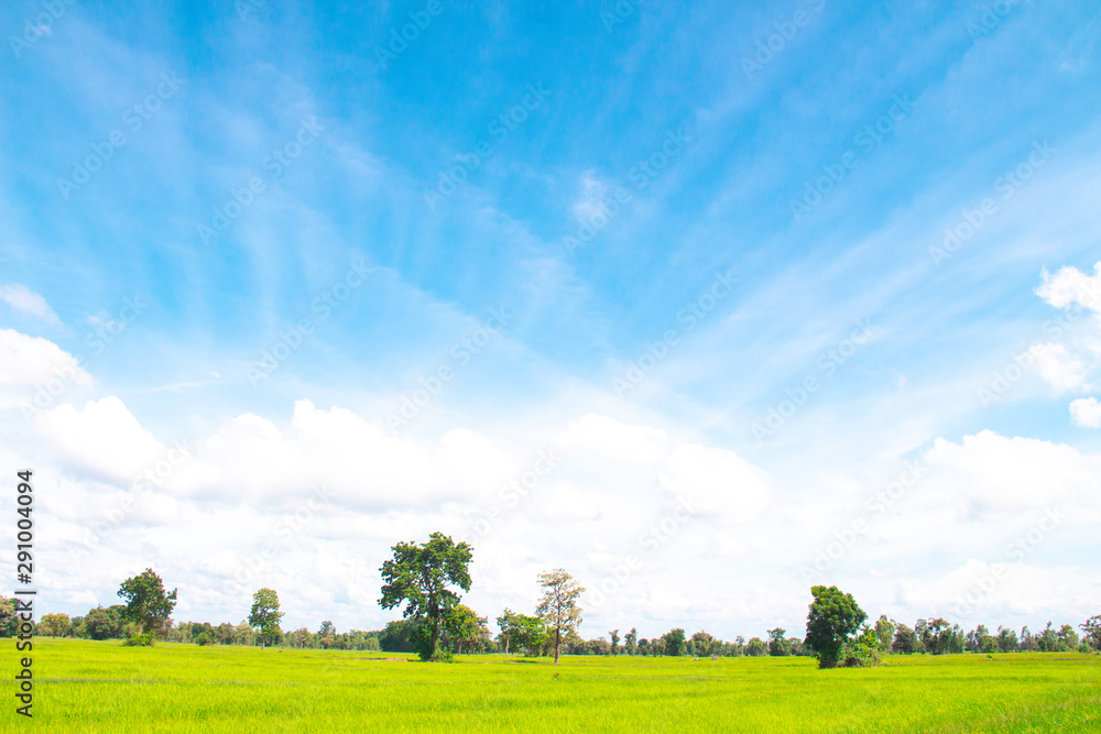 White clouds in Blue sky with meadow tree,  the beautiful sky with clouds have copy space for the la