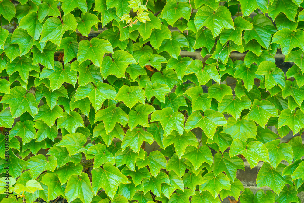 The blue brick flies in the green Boston ivy leaf on the wall