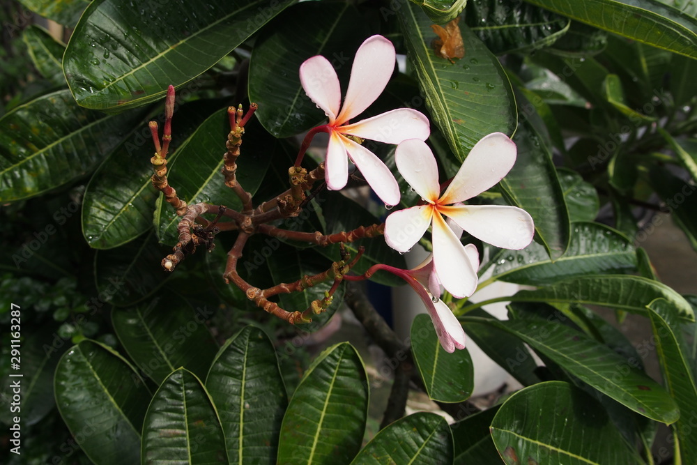 Temple tree flowers, Apocynaceae Frangipani or Plumeria 