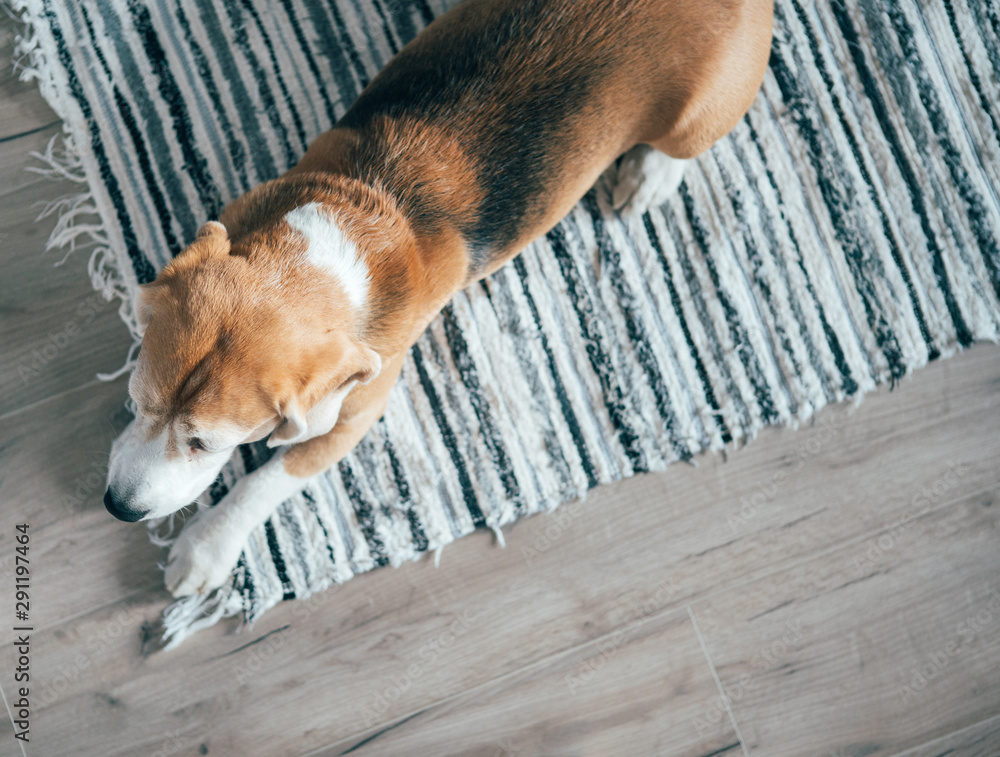 比格犬平静地睡在强化木地板上的条纹垫子上。舒适的家庭俯视图中的宠物。