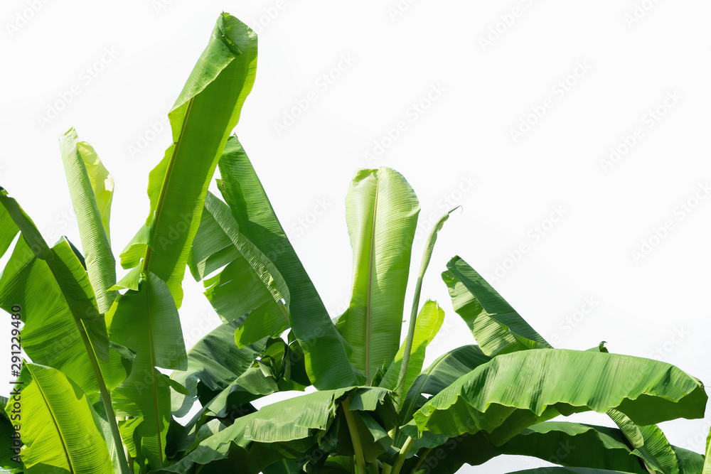 banana leaf isolate on white background