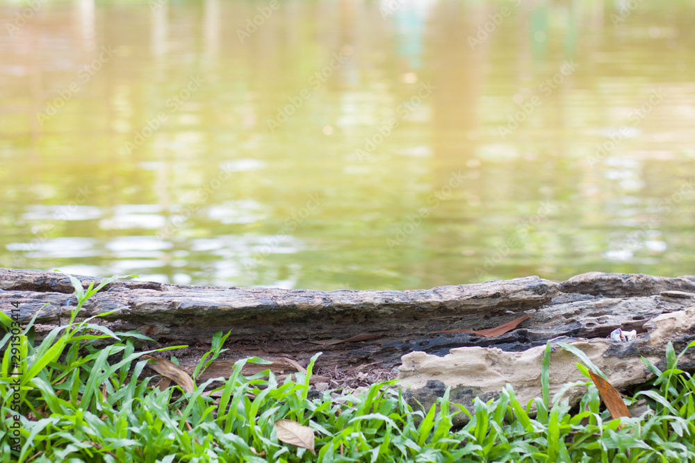 Old wood has broken down along the swamp and has an empty space on top. Old wood that has been decay