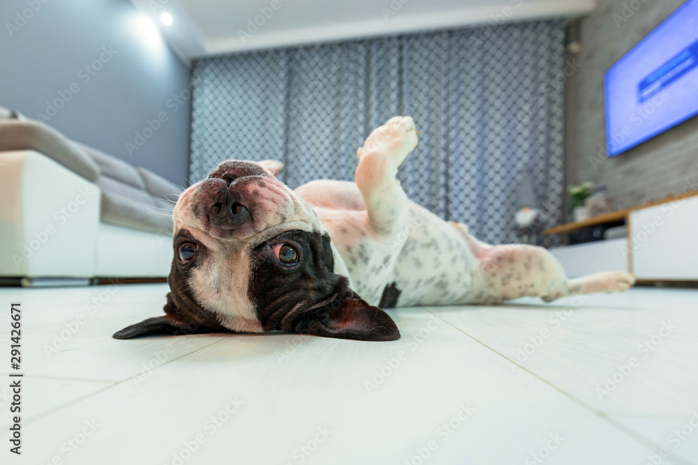 French bulldog lying down in the living room