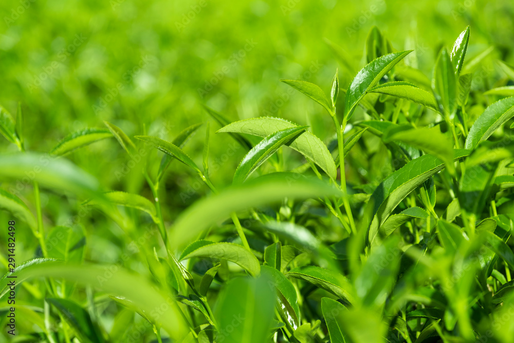 种植园田间鲜生有机绿茶叶之冠