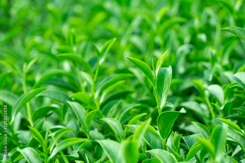 种植园田间鲜生有机绿茶叶之冠