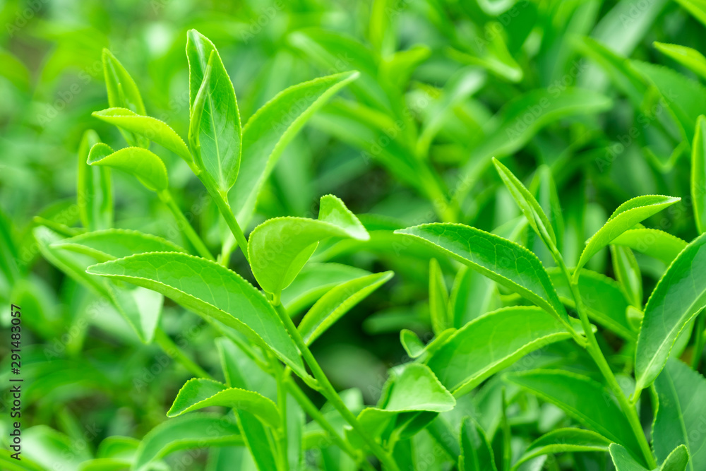 种植园田间鲜生有机绿茶叶之冠