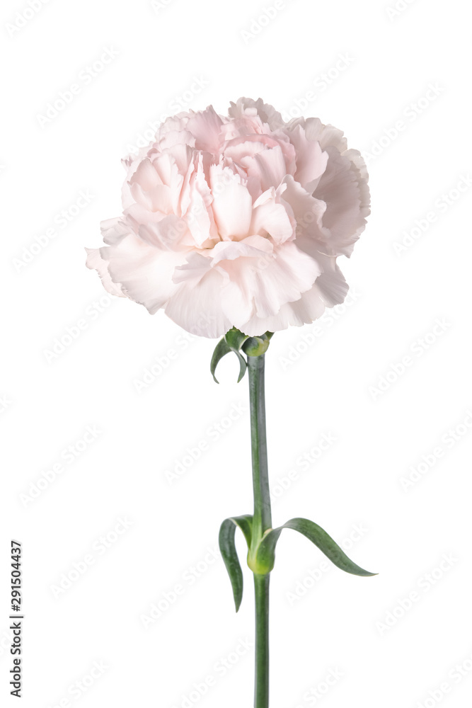 Beautiful carnation flower on white background