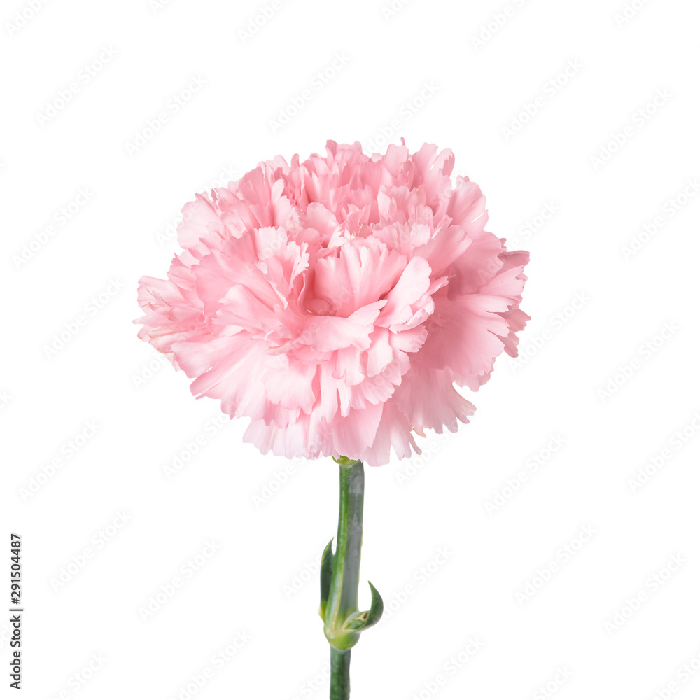 Beautiful carnation flower on white background