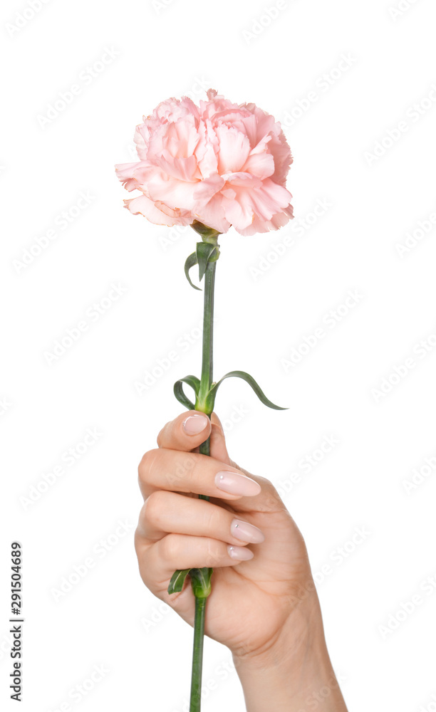 Female hand with beautiful carnation flower on white background