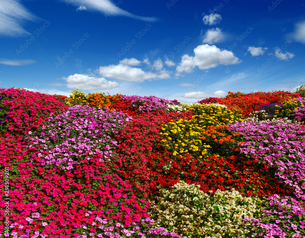 田野上盛开的花朵