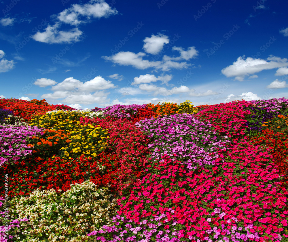 雏菊的田野