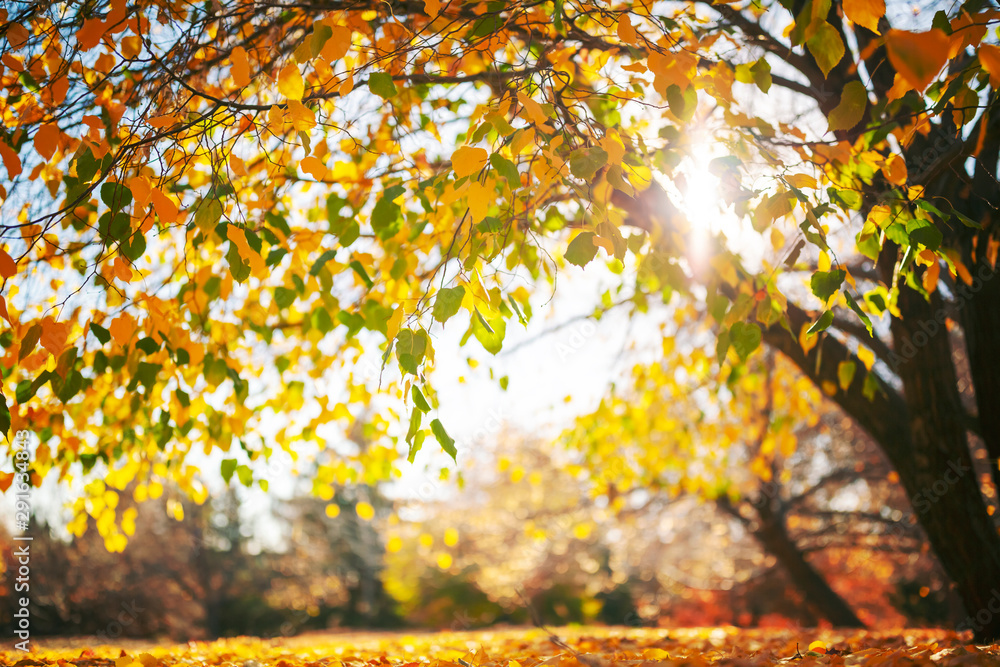 Autumn in the park, colorful tree leaves against sunny sky