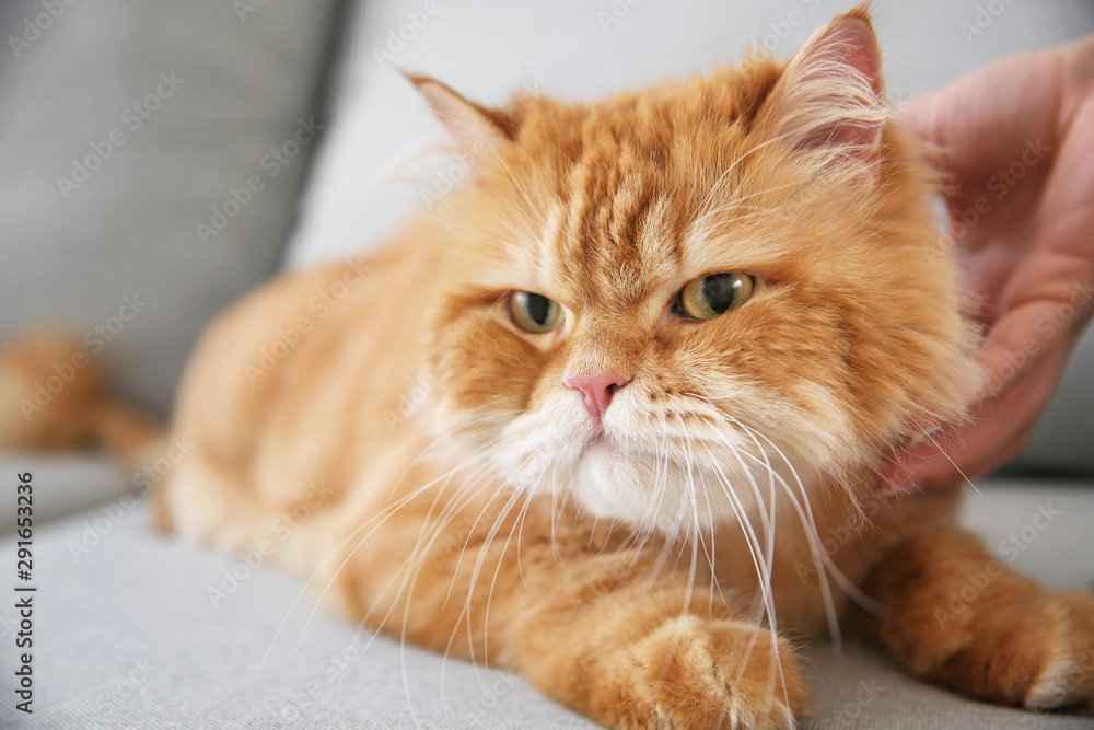 Owner stroking cute cat at home