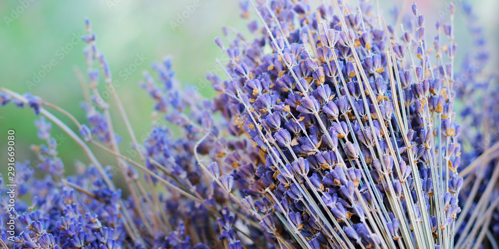 close up of lavender flower in provence -south of france -