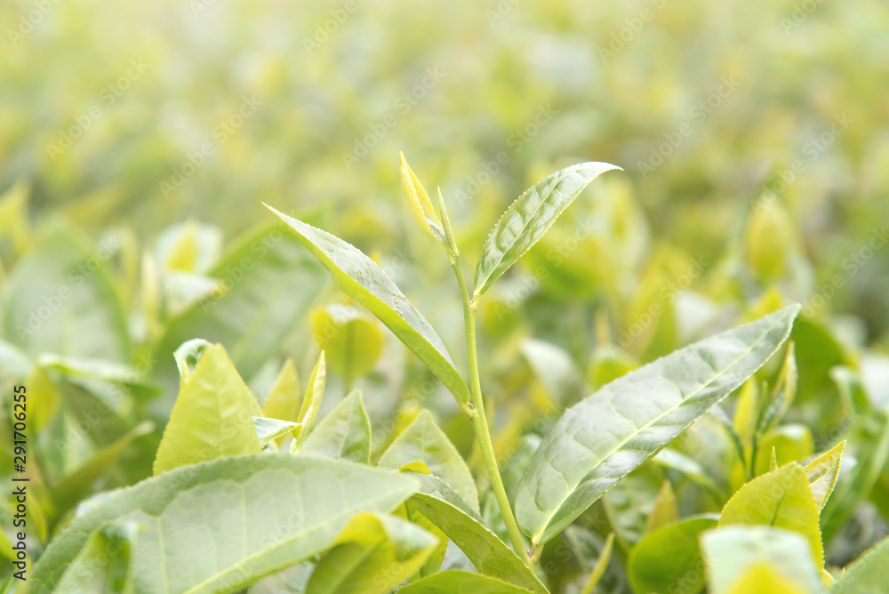 Beautiful green tea crop leaf in the morning with sun flare sunlight, fresh sprout on the tree plant