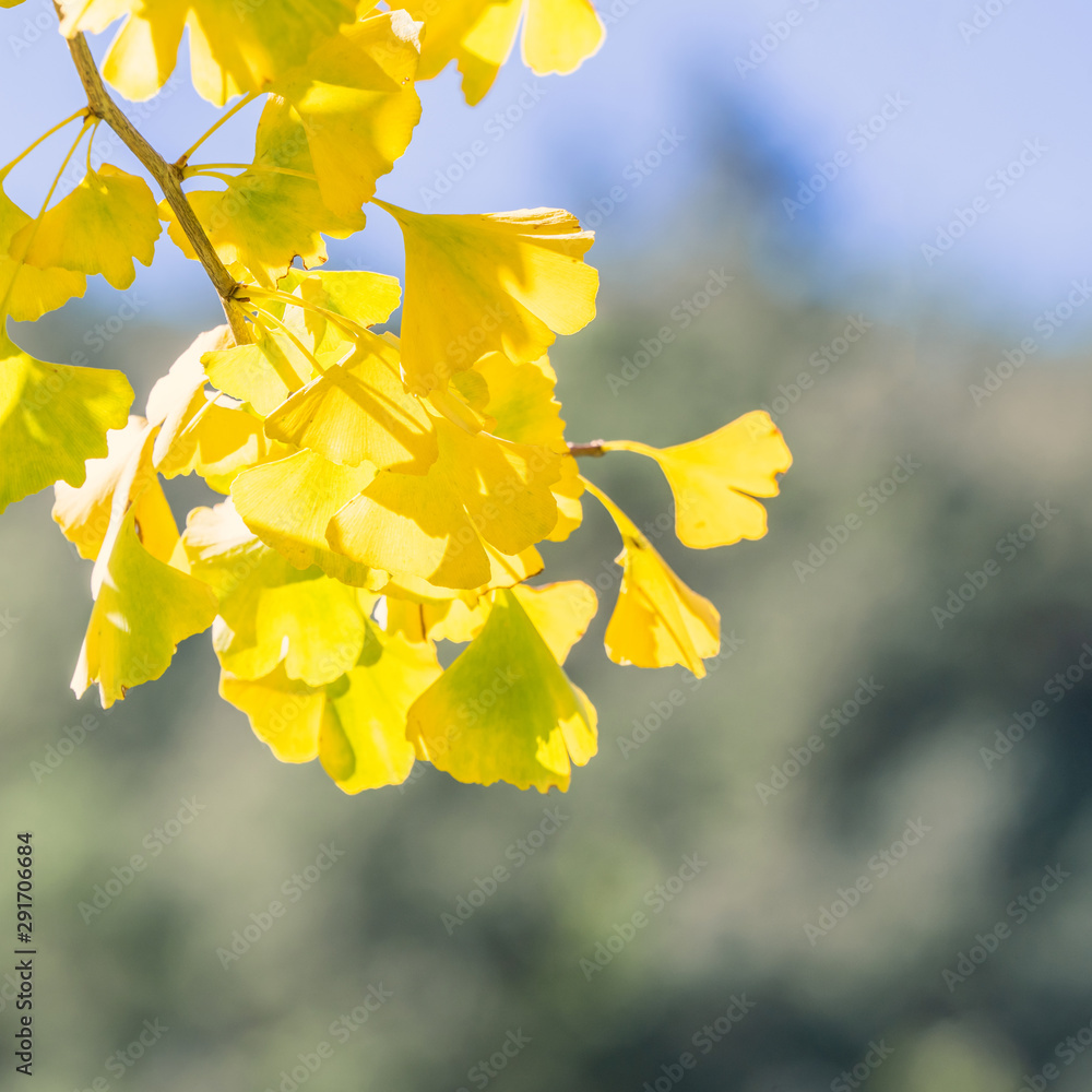 Design concept - Beautiful yellow ginkgo, gingko biloba tree leaf in autumn season in sunny day with