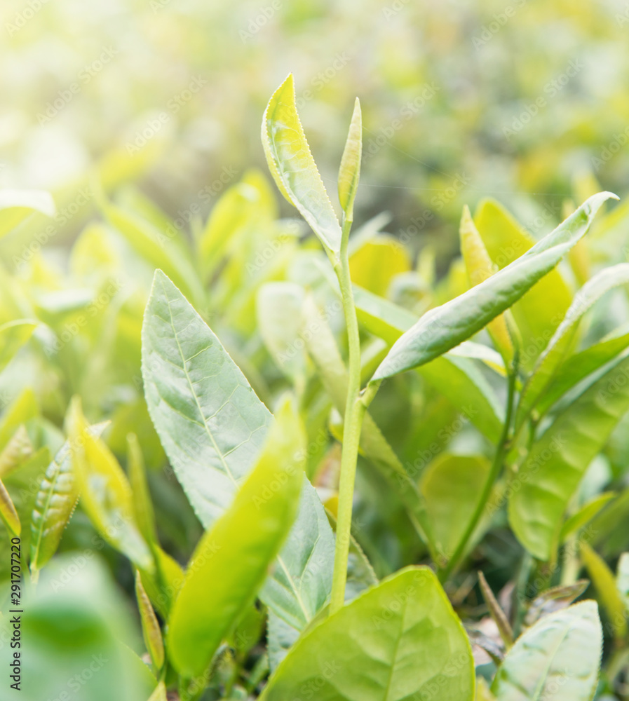 Beautiful green tea crop leaf in the morning with sun flare sunlight, fresh sprout on the tree plant