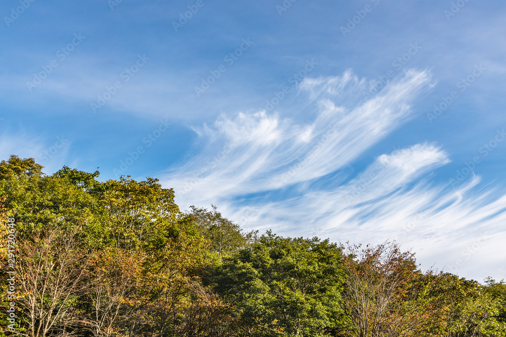 青空と雲と色づき始めた木