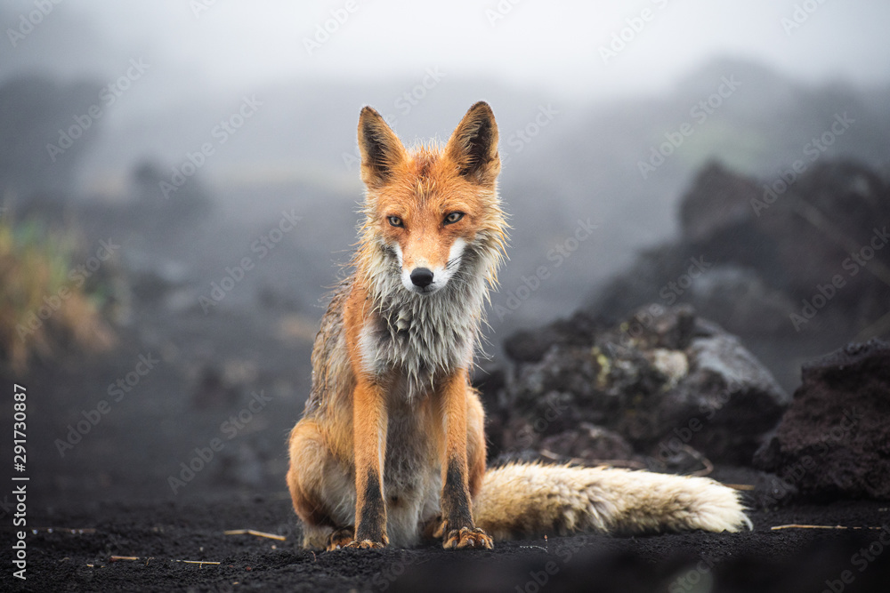 站在黑沙滩上的野生红狐（Vulpes Vulpes beringiana）。俄罗斯堪察加半岛