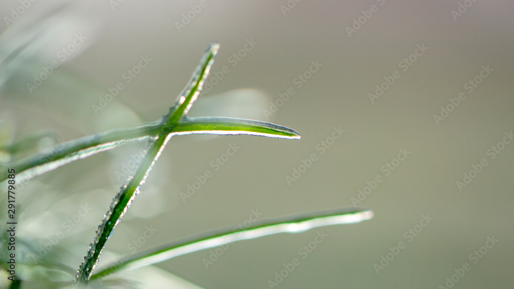 Lawn grass in ice, macro photo. Cooling concept.