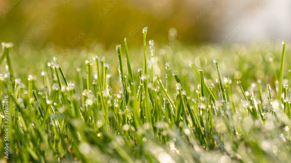 Lawn grass in ice, macro photo. Cooling concept.