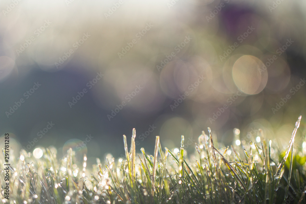 Lawn grass in ice, macro photo. Cooling concept.