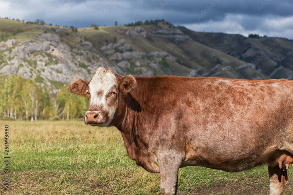 Cows in the grass in the Altai mountain against dark sky