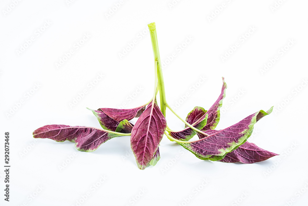 One fresh vegetable red leeks on white background