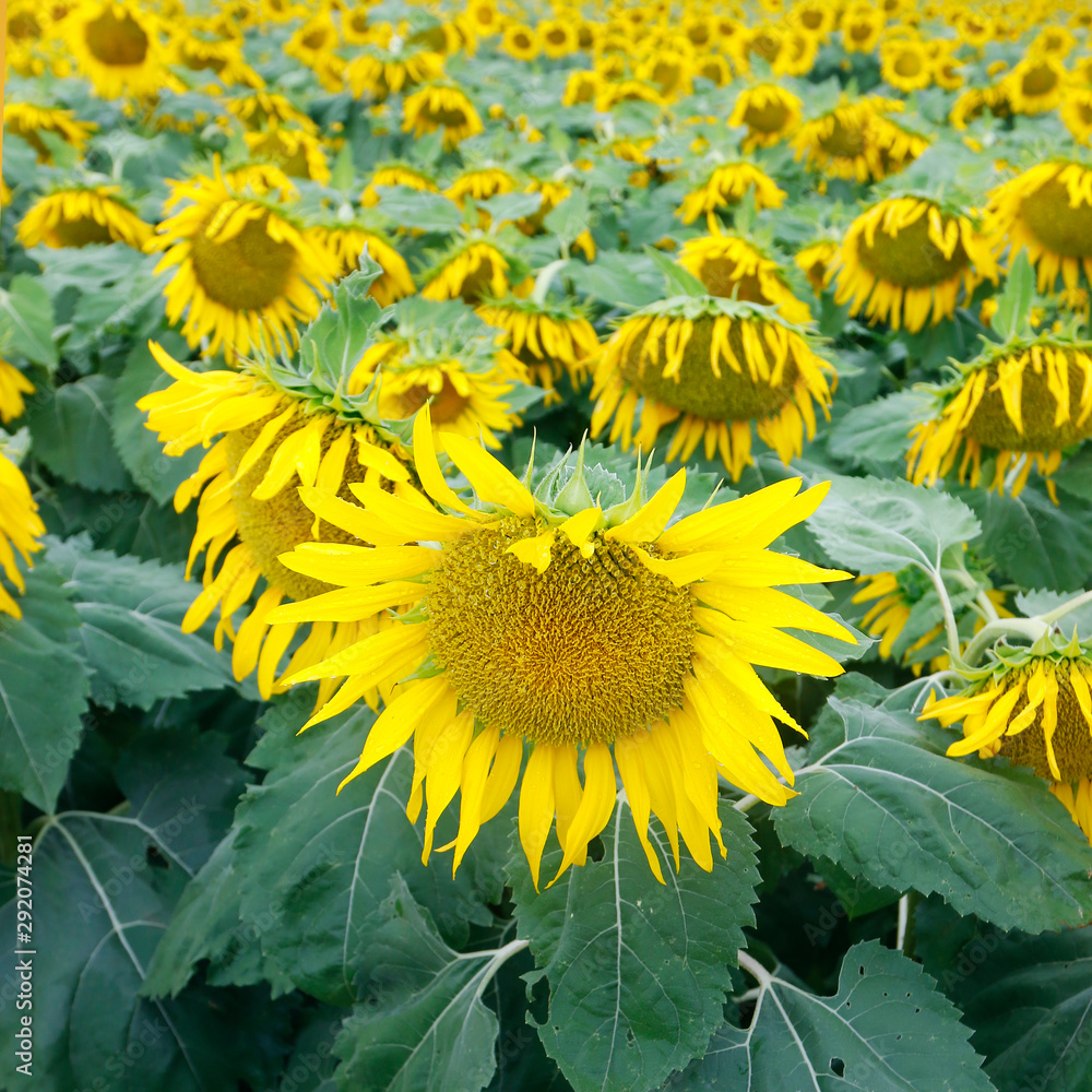 LANDSCAPE OF SUNFLOWERS FIELD, DURING SUMMER SEASON IN PROVENCE -FRANCE