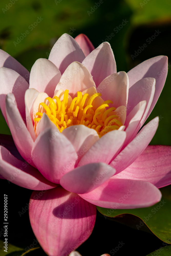 Lotus flowers Lotus in the Wet Season in Kakadu