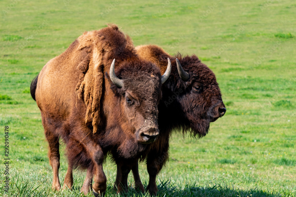 European bison herd and young calf (Bison bonasus) in the meadow. 