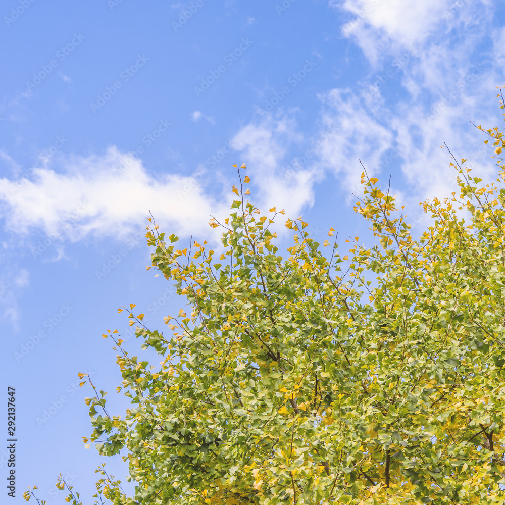 Beautiful yellow ginkgo, gingko biloba tree forest in autumn season in sunny day with sunlight and b