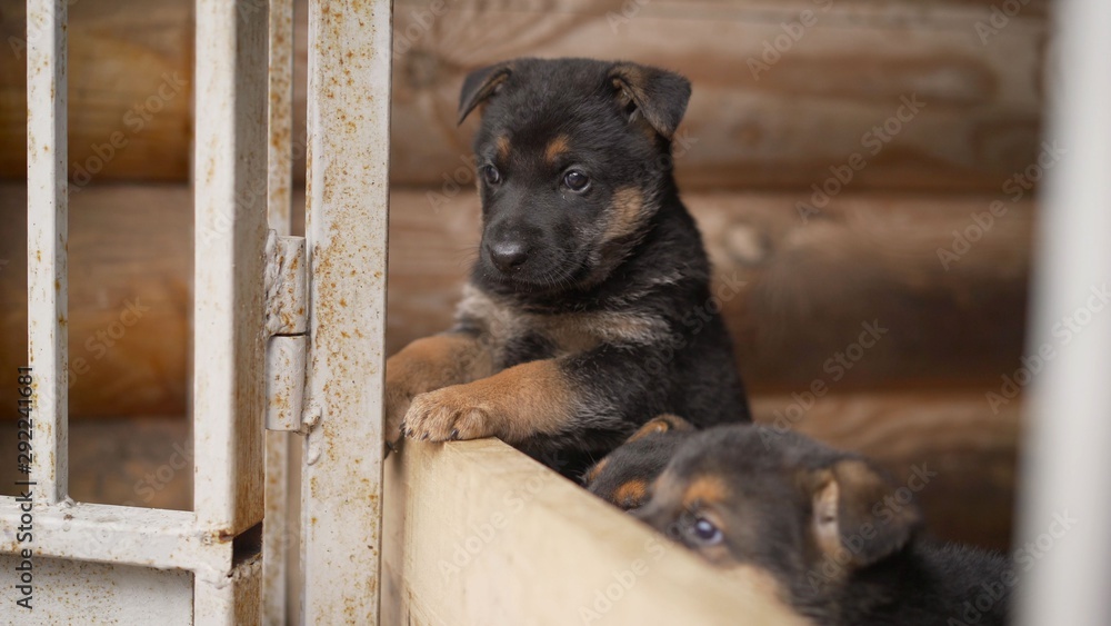 一只德国狗的欢快的狗正在等待。德国牧羊犬向前看，等待命令。Sunli