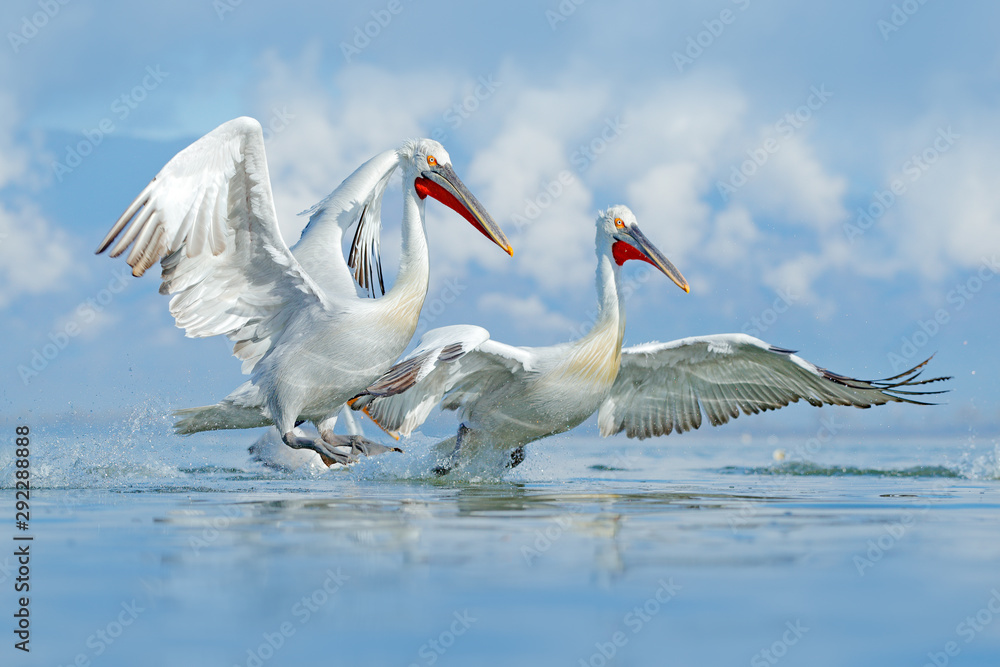 水中的鸟。达尔马提亚鹈鹕，Pelecanus crispus，降落在希腊的克基尼湖。pelican wi