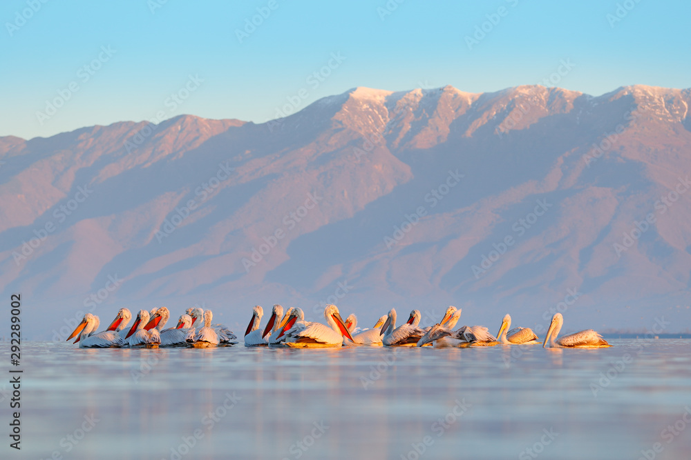 水中的鸟。达尔马提亚鹈鹕，Pelecanus crispus，降落在希腊的克尔基尼湖。pelican wi